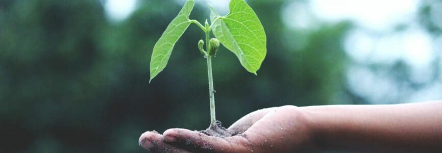 decorative image to describe bioethics of a hand holding plant
