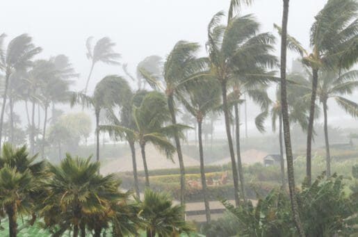 palm trees blowing in storm