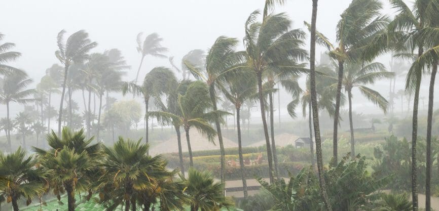 palm trees blowing in storm