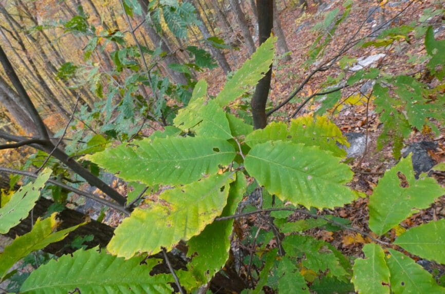 American chestnut sapling