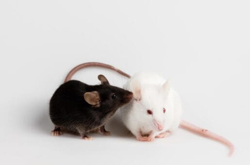 a brown mouse and a white mouse
