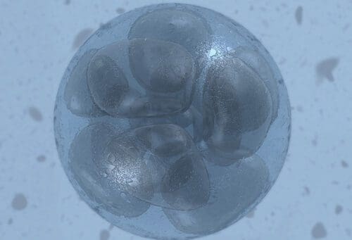 human embryo