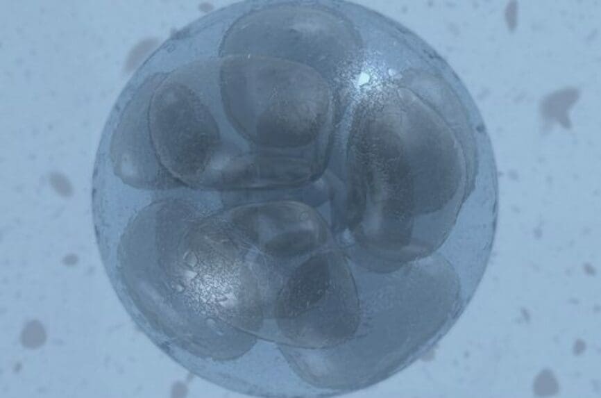 human embryo