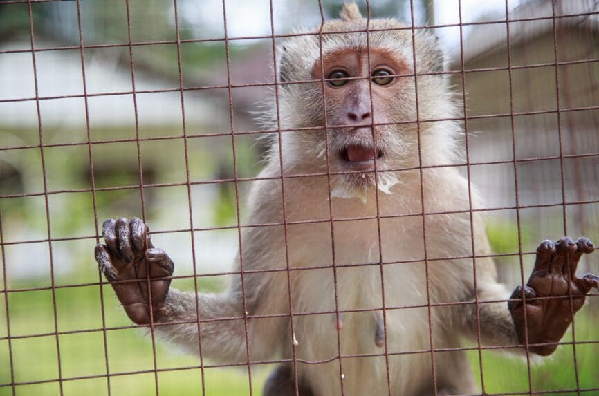 Primates in Medical Research: A Matter of Convenience, not Sound Science - The Hastings Center Primates in Medical Research: A Matter of Convenience, not Sound Science - The Hastings Center