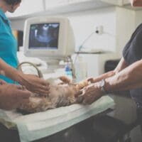 Plave cure seks forum