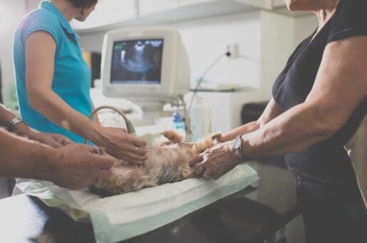 two women in scrubs holding a dog and giving ultrasound